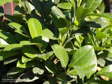 Vavrínovec lekársky Rotundifolia (Okrúhlolistý) | Prunus laurocerasus Rotundifolia - Záhradníctvo ABIES