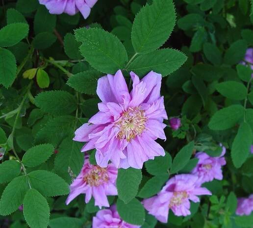 Rosa gallica (French rose): Go Botany