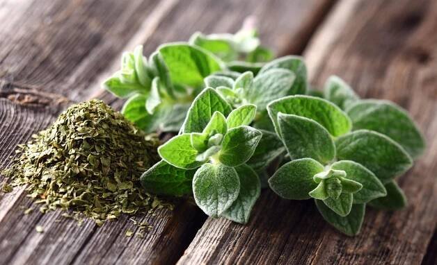 Oregano není jen koření, ale zázračná rostlina s řadou zdravotních výhod
