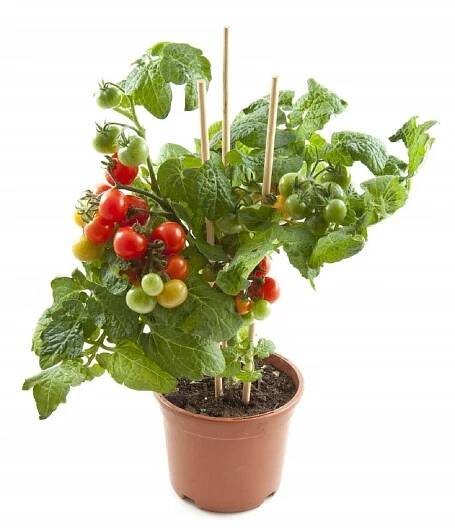 Cherry rajčata — Stock obrázek