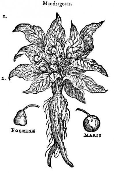 Mandragora officinarum - Wikipedia