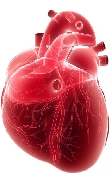Cardio Vascular System