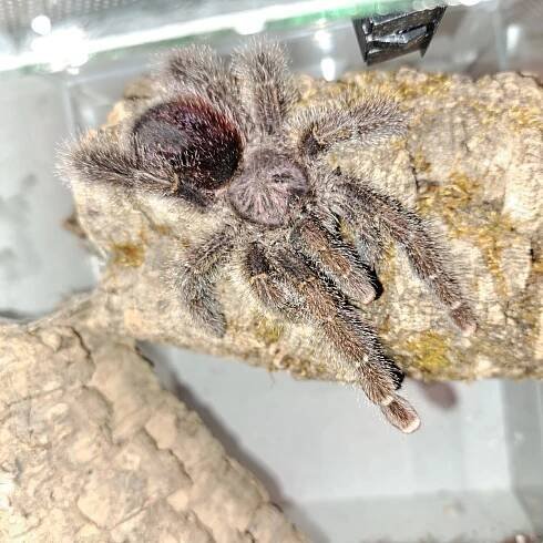 Avicularia, Caribena aj. ŽE B02