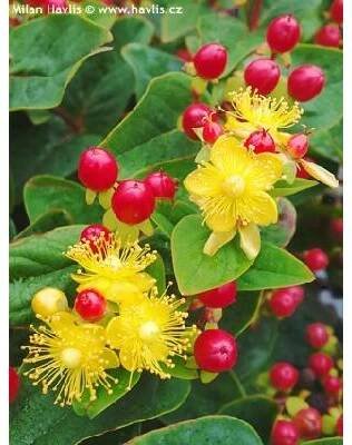 třezalka MIRACLE® ATTRACTION (Hypericum 'Alldiablo')