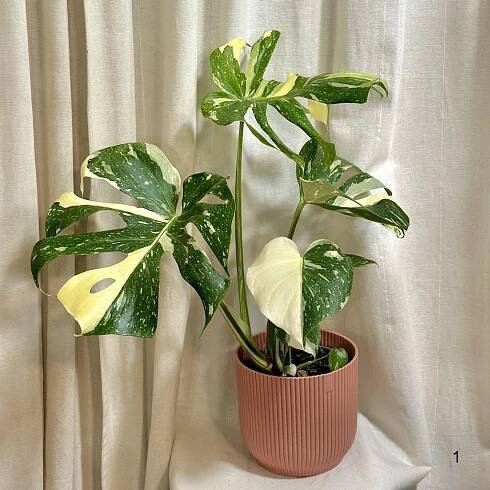 Monstera deliciosa ‘Thai constellation’ velká - Plantizia.cz