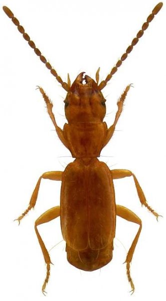 Aepus