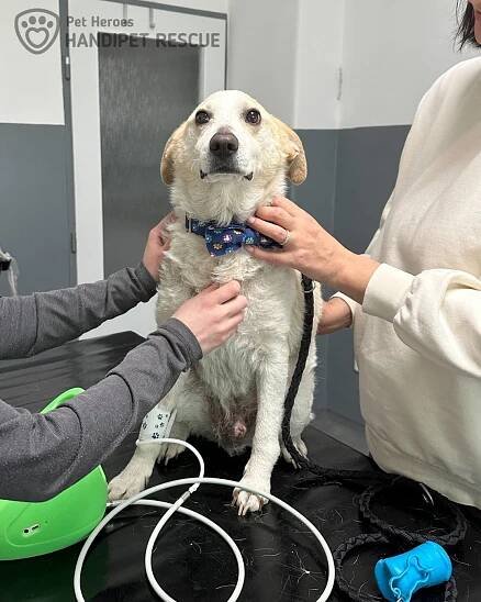 Pes Poco Loco na veterině při měření tlaku