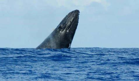 Island plánuje skončit s lovem velryb, nevyplatí se mu konkurovat Japonsku