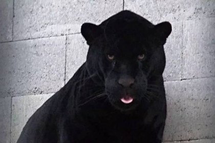 Černý jaguár Akabo