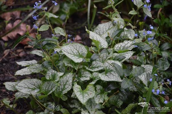 Brunnera macrophylla 'Jack Frost' | Perennicullum