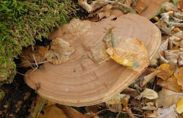 Lesklokorka pryskyřičnatá (Ganoderma resinaceum)