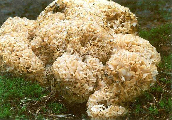 Obrázek - Sparassis crispa (kotrč kadeřavý) | BioLib.cz