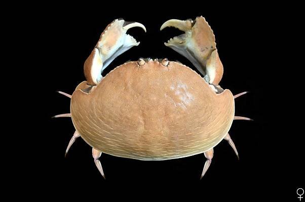 Crab Database · Krabi