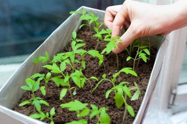 Tomato Nastena F1: recenze a popis