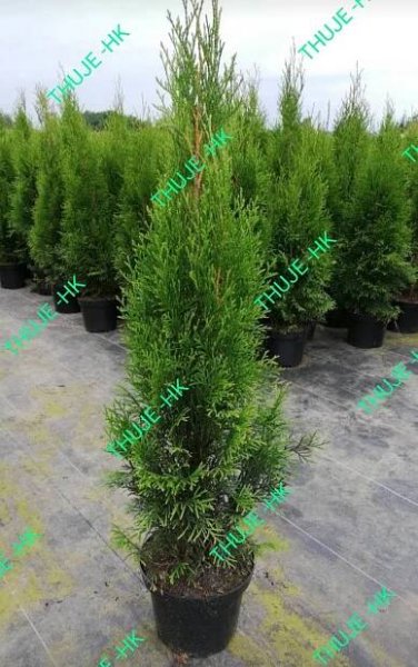 Thuja Smaragdkvětináč 2L