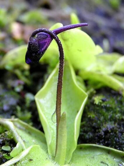 Pinguicula grandiflora