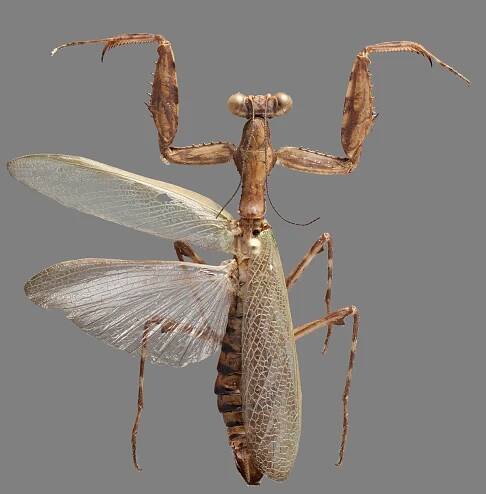 Image 2 Adult Male dorsal view Credit Henrique Rodrigues