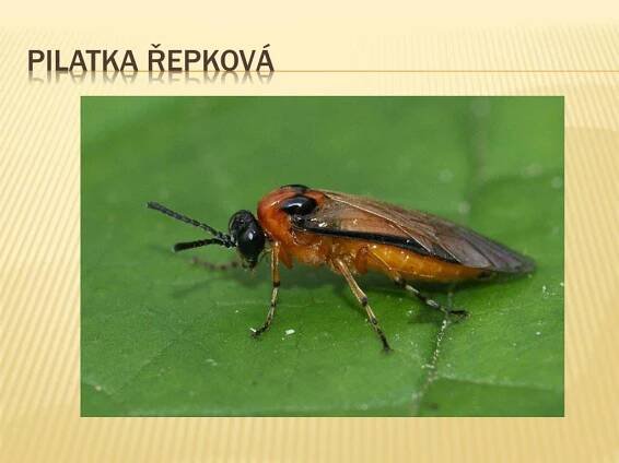 PPT - HMYZ S PROMĚNOU DOKONALOU PowerPoint Presentation, free download - ID:1119027