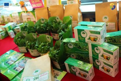 PROJECT SUMMARY AND INTRODUCTION OF PRODUCTS INDIGENOUS GINSENG TREE IN THE SANDY LANDS OF HAI NINH COMMUNE - Green Viet