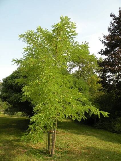 Obrázek - Robinia pseudoacacia 'Altdorf' (trnovník akát) | BioLib.cz