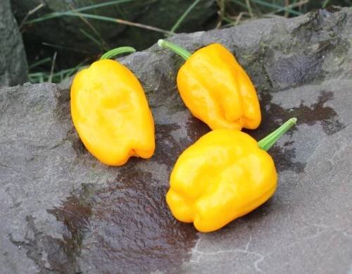 Habanero Orange Devil's