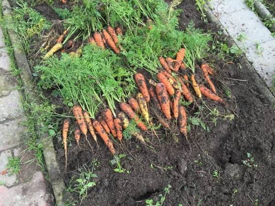 Mrkev (Daucus carota) | Pěstujeme pro radost