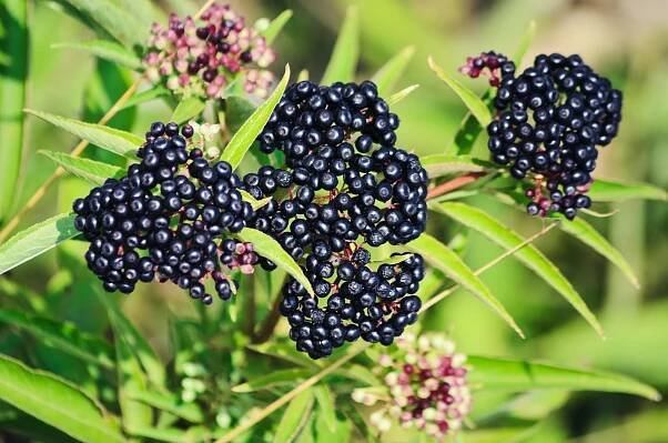 Sambucus Berries