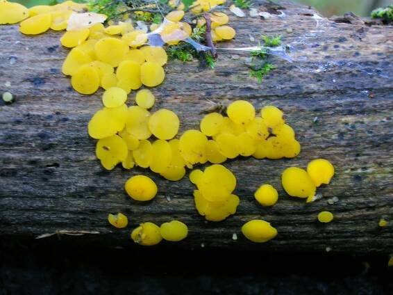 Soubor:Bisporella citrina.jpg