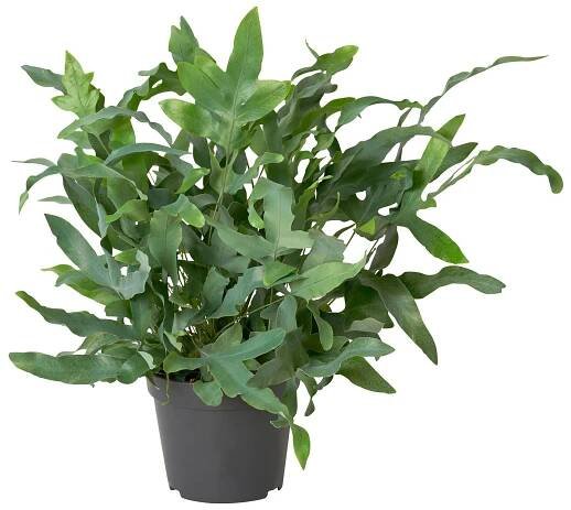 PHLEBODIUM AUREUM rostlina, Zlaté kapradí, 14 cm - IKEA