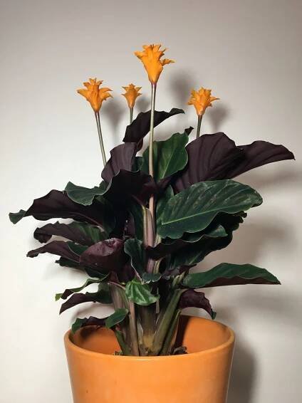 Kalatea šafránová (Calathea crocata) Tassmania