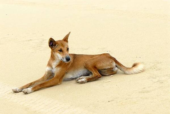 Soubor:Canis lupus dingo 2.jpg