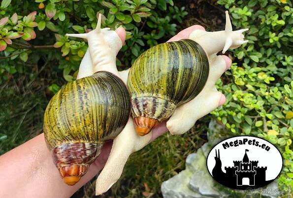 Africké slimáky Archachatina ventricosa / Achatina terárium - Zahraničí ...