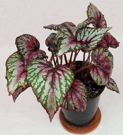 Begonia rex ‘Salsa’