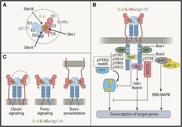 Pleiotropy and Specificity: Insights from the Interleukin 6 Family of Cytokines