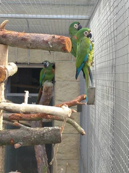 Volání o pomoc z Bošovic: unikátní zoologická zahrada nabízí papoušky k adopci