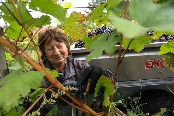 PODÍVEJTE SE: Vinobraní u Bettiny Lobkowicz na Mělníku je v plném proudu