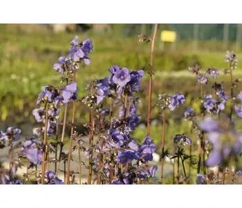 Jirnice jezoská 'Purple Rain Strain' - Polemonium yezoense 'Purple Rain Strain' Květník o průměru 9 cm