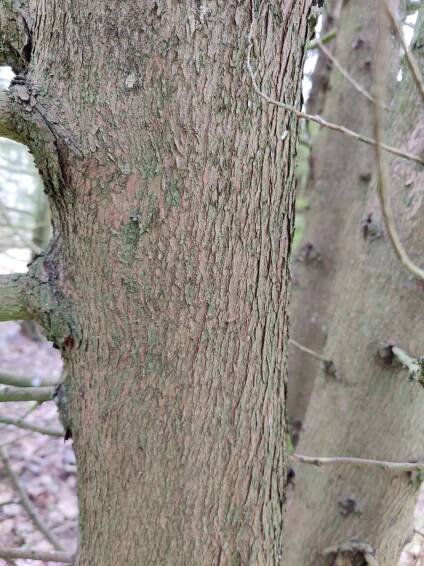 Austrocedrus chilensis