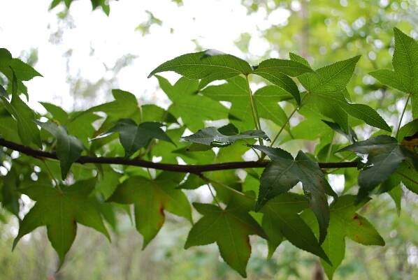 Shade Trees - Planters' Choice