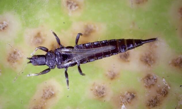 Do Thrips Fly?