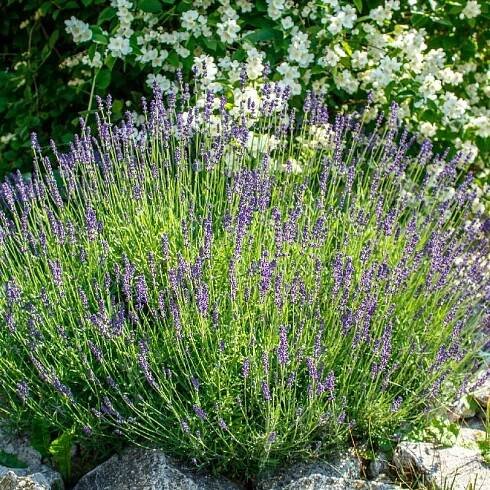 Levandule úzkolistá Munstead Strain | P9 Výrobce ostatní