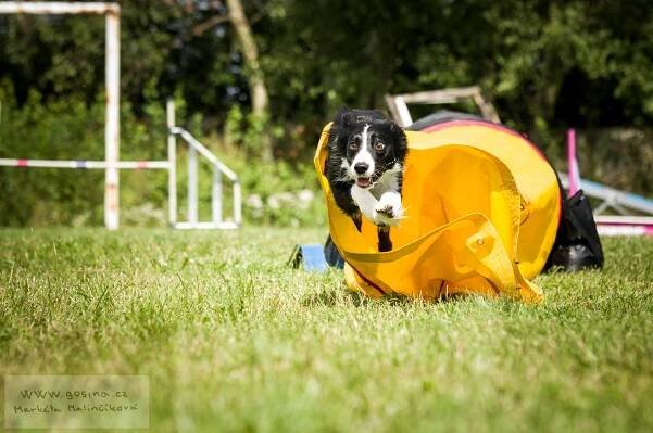 Agi+ dogfrisbee tábory 2017 : PESWEB