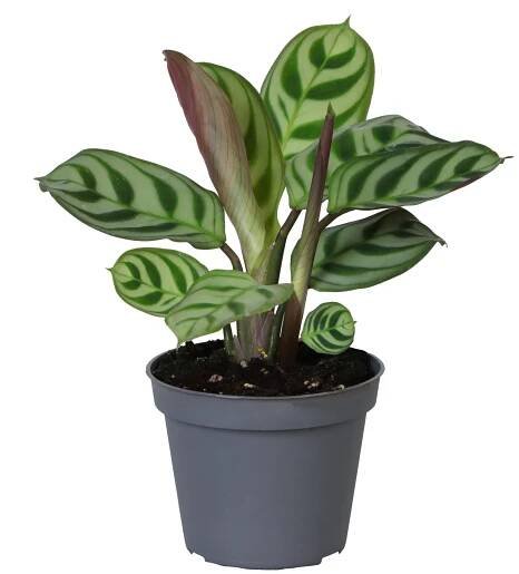 Ctenanthe amabilis - Kvety VICTOR