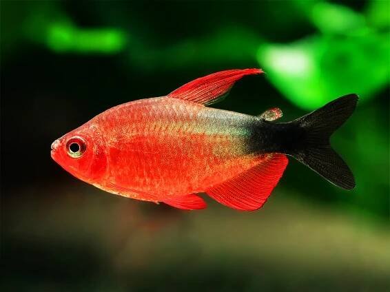 Hyphessobrycon-peugeotiTWNqyoCKTEcwH
