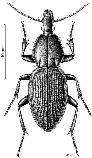 Maoripamborus
