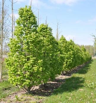 Habr obyčejný ´COLUMNARIS´ 40-50 cm , kont. 2 l