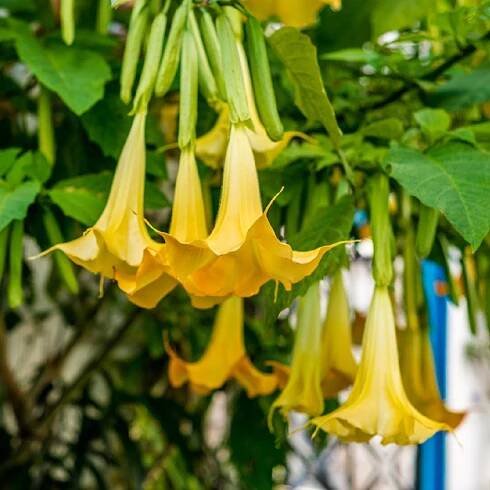 Semena brugmansie – Brugmansie žlutá – Brugmansia sp