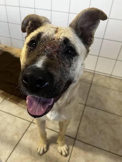 Psi k adopci z útulků, azylů a neziskových organizací