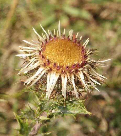 Soubor:Carlina vulgaris 170805a.jpg – Wikipedie