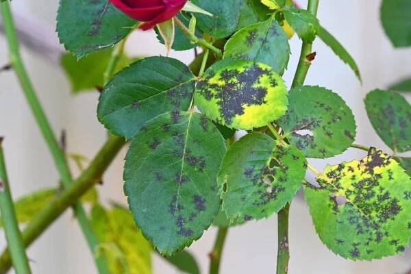 Black Spot Disease on Roses and the Best Way to Get Rid of It